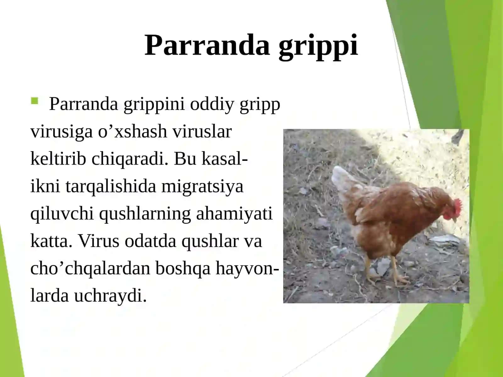Parranda grippi 4