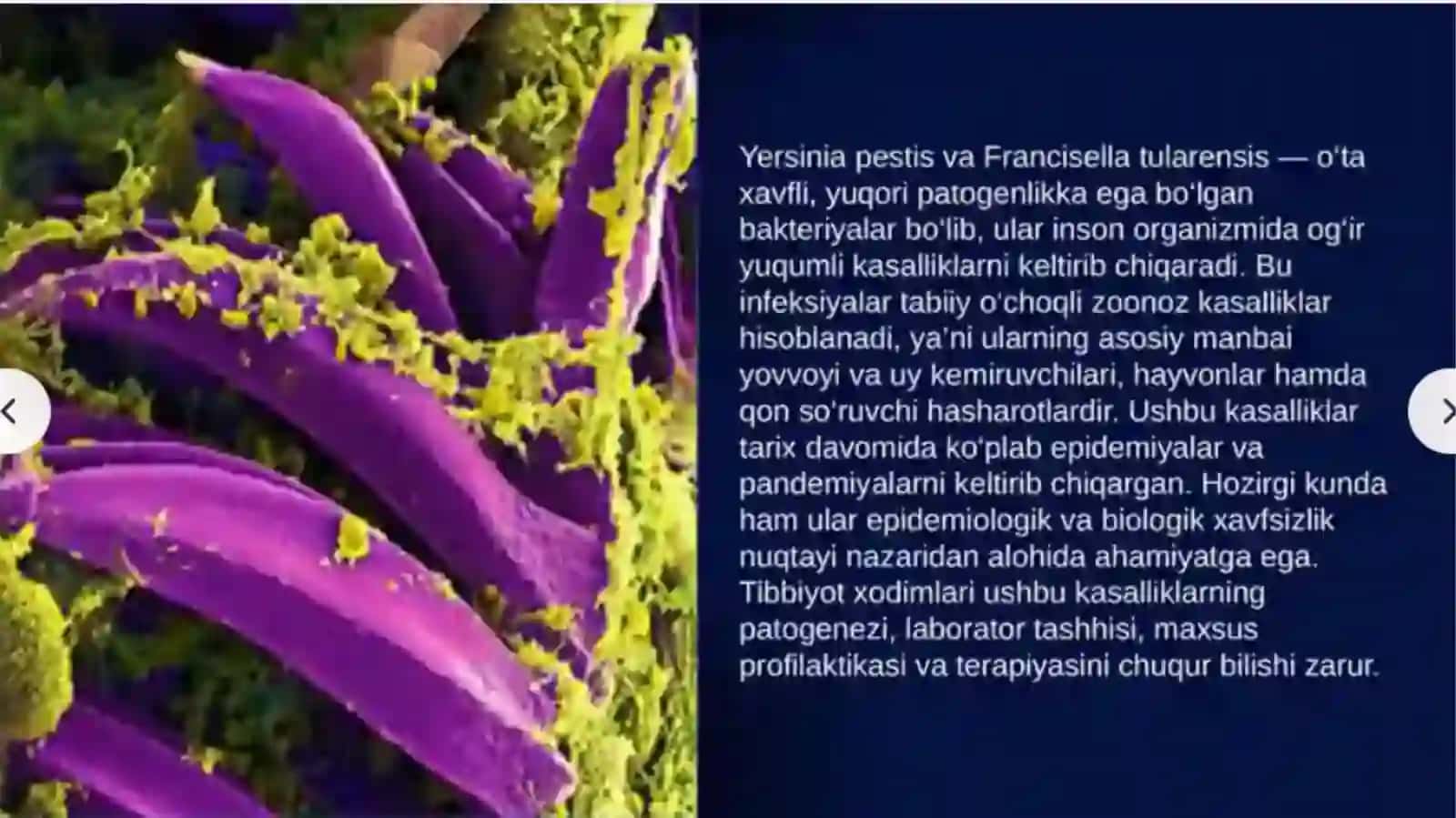 Yersinia pestis, Francisella tularensis keltirib chiqargan kasalliklar patoge nezi, laborator tashhisi. Maxsus profilaktika va terapiyasi 4