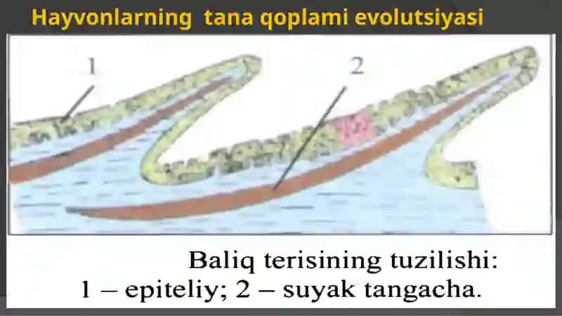HAYVONLARNING TANA QOPLAMI VA HARAKATORGANLARI EVOLUTSIYASI 4