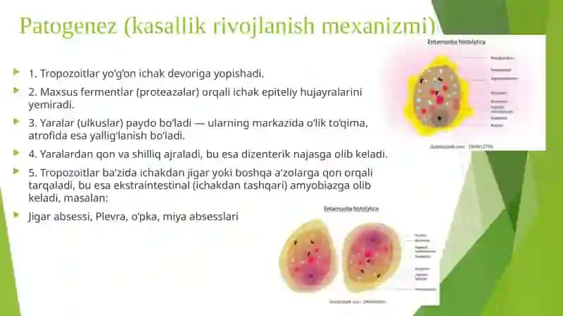 Amyobalidizenteriyavaularkeltiribchiqargankasalliklar,laboratortashhisi 4