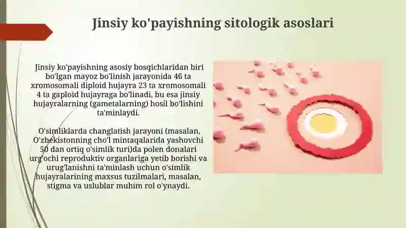 Jinsiy koʻpayishning sitologik asoslari 4