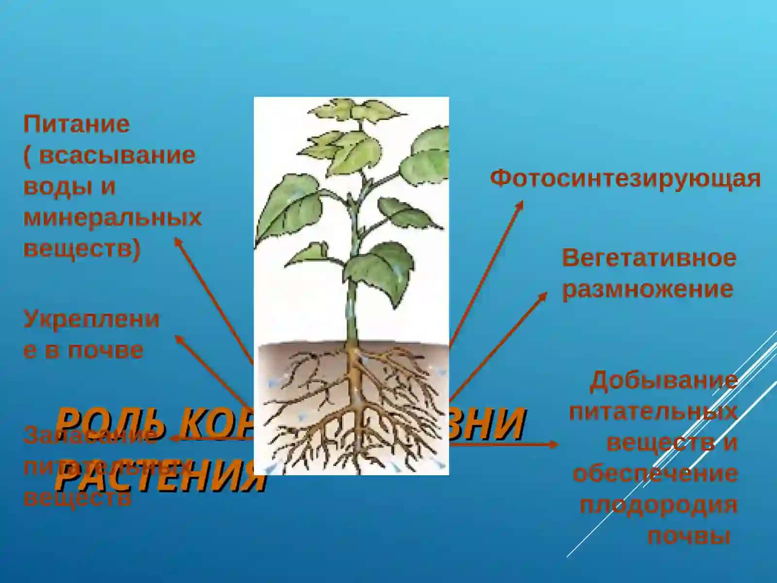 Урок биологии 6 класс по теме : «Корень» 4