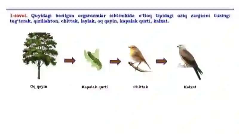 Oziq zanjiri va ekologik piramida boʻyicha masala mashq 4