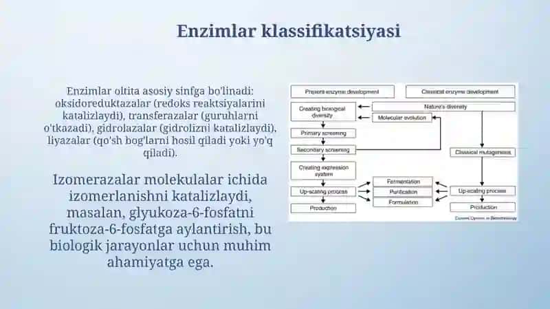 Enzimlar: Ta'rifi va xususiyatlari 4