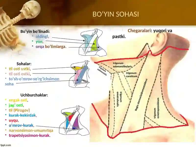 Boʻyin sohasi klinik anatomiyasi 4