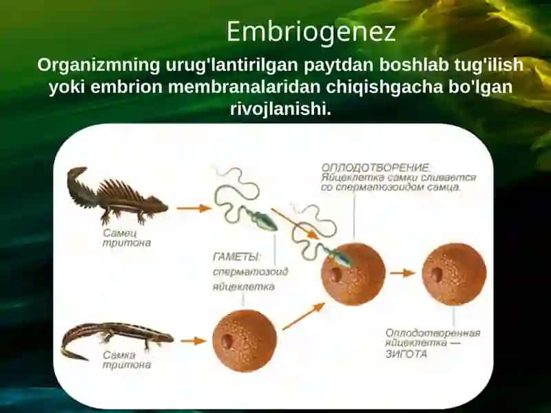 Ontogenez.Embrional taraqqiyotning xususiyatlari.Postnatal ontogenezning asosiy davrlari. 4
