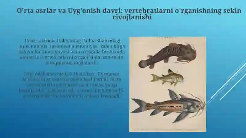 Umurtqalilar Zoologiyasi fanning rivojlanish tarixi 4