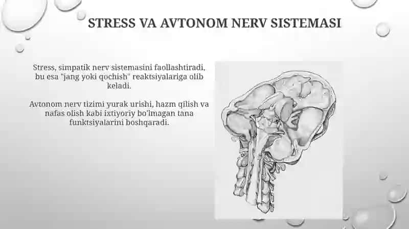 Nerv tizimi. Simpatik va Parasimpatik tizim 4