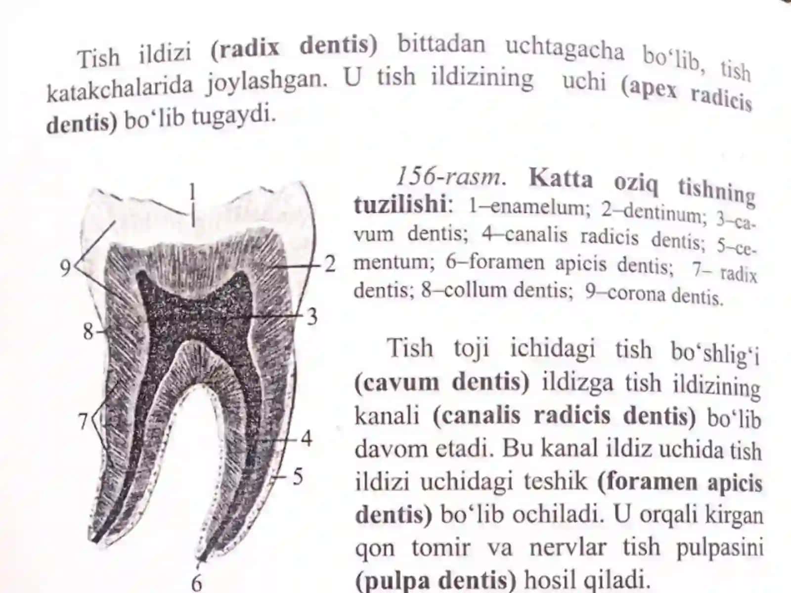 Tishlarning rentgen anatomiyasi. Prikus va tish taraqqiyotida uchraydigan anomaliyalar 4