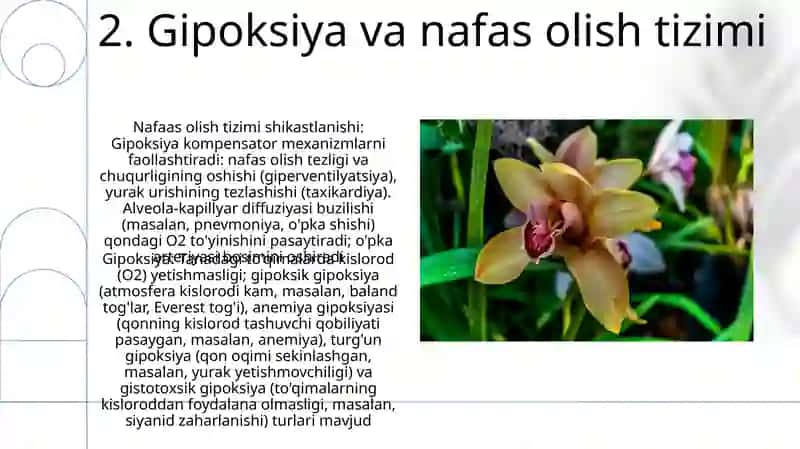 Gipoksiya turlari va axamiyati 4