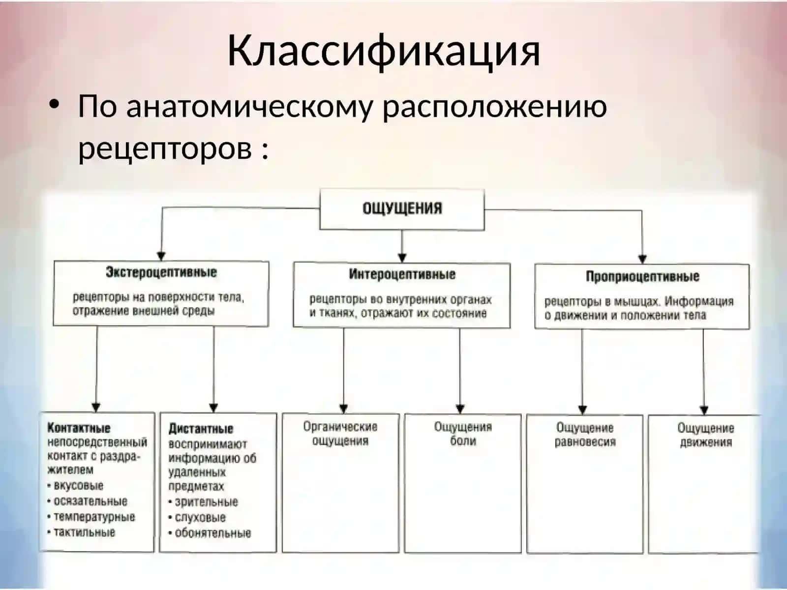 ПСИХОФИЗИОЛОГИЯ ОЩУЩЕНИЯ. СЕНСОРНЫЕ ПРОЦЕССЫ 4