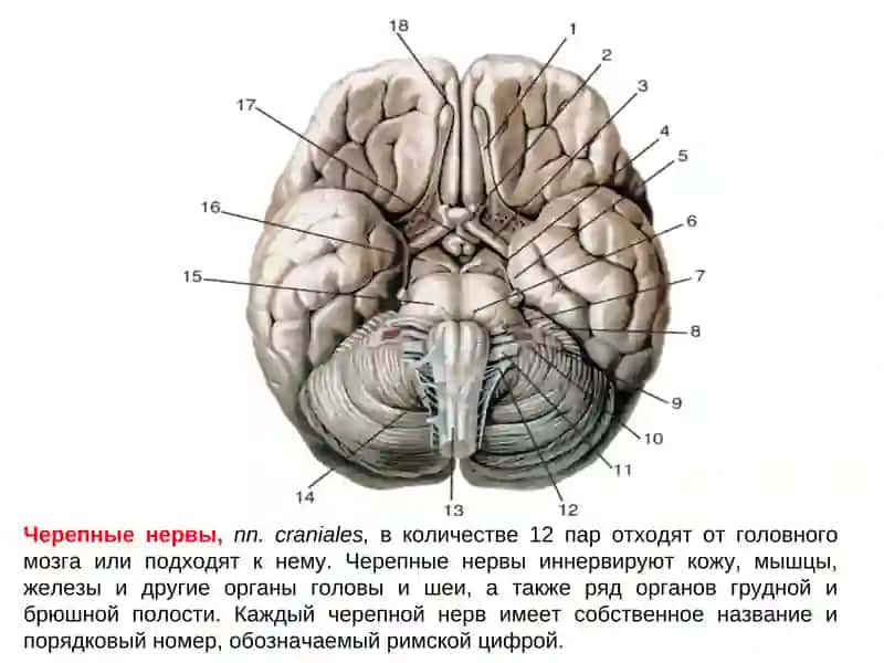 ОСНОВНЫЕ ЗАКОНОМЕРНОСТИ СТРОЕНИЯ И ТОПОГРАФИИ ЧЕРЕПНЫХ НЕРВОВ 4