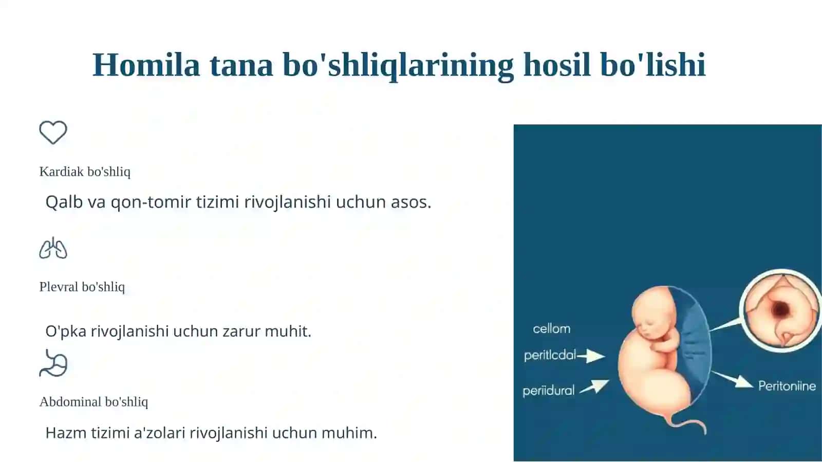 Homila embriologiyasidagi qaltis davrlar 4