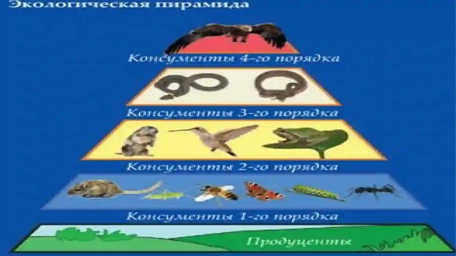Ознакомление детей с понятием пищевая цепочка и представление о цепях питания в лесу 4