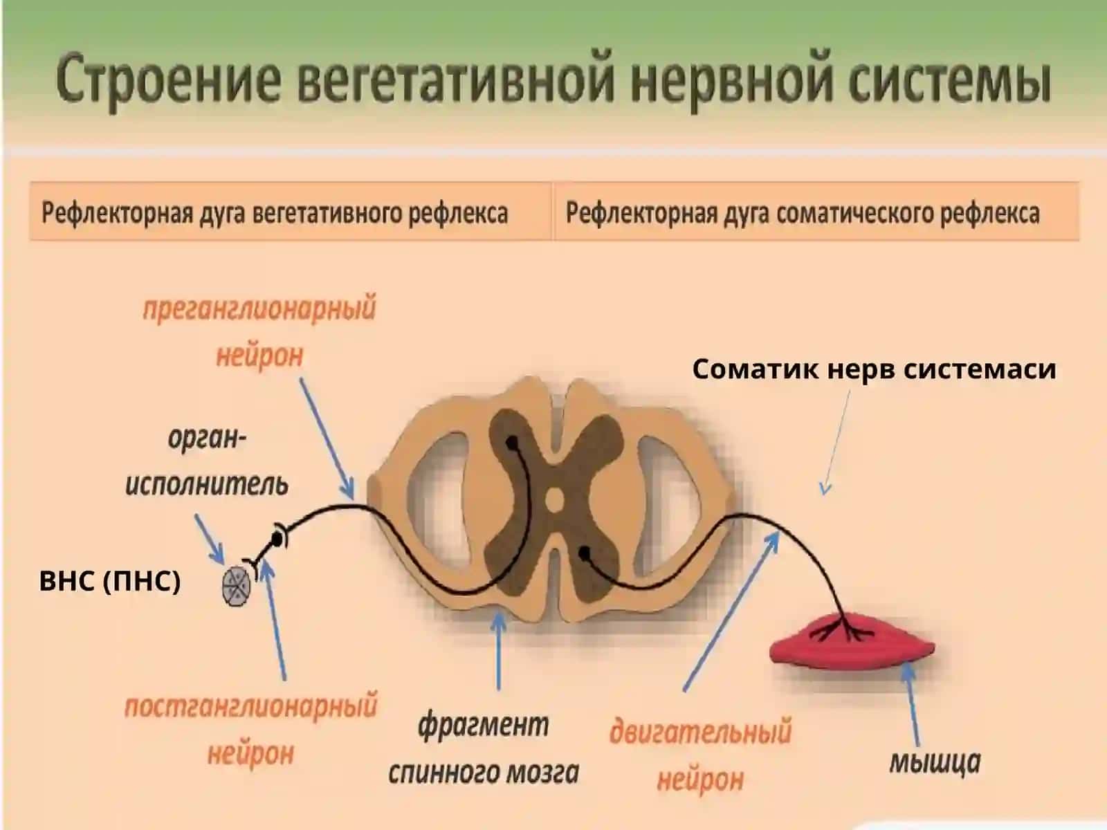 Эфферент иннервация. Холинергик синапсларга таъсир этувчи дори воситалар 4