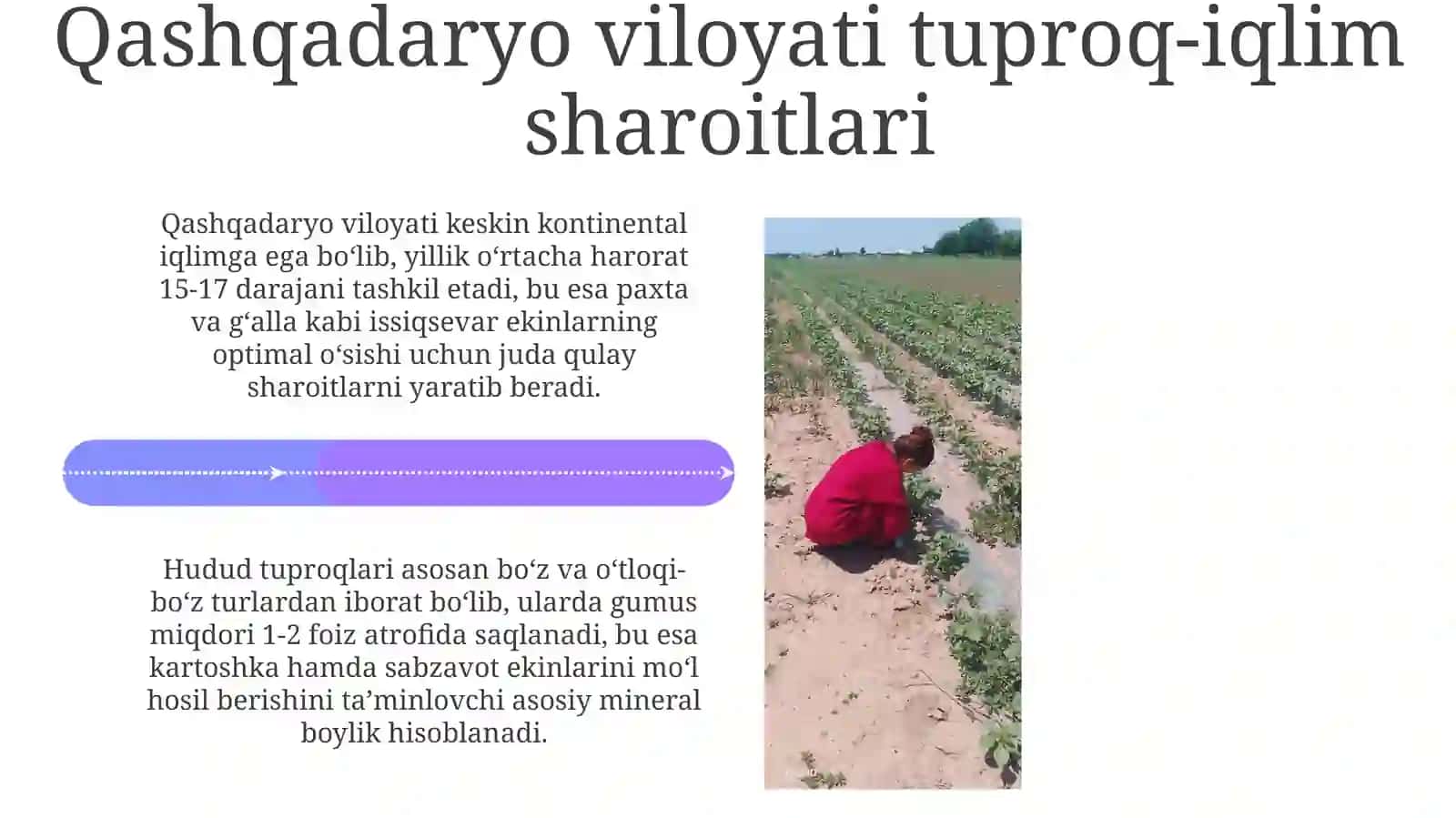 Paxta bugʻdoy kartoshka oʻsimliklarini yetishtirish texnologiyasi va biologiyasi 4