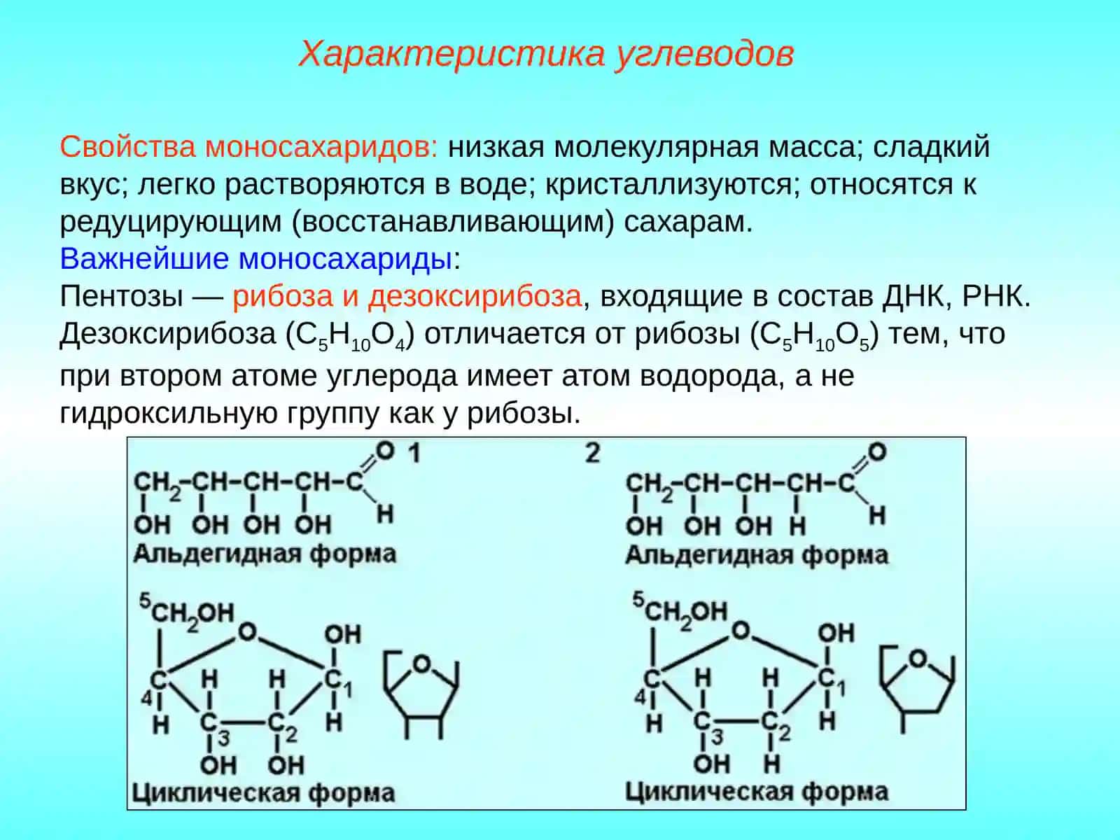 Углеводы, липиды 4