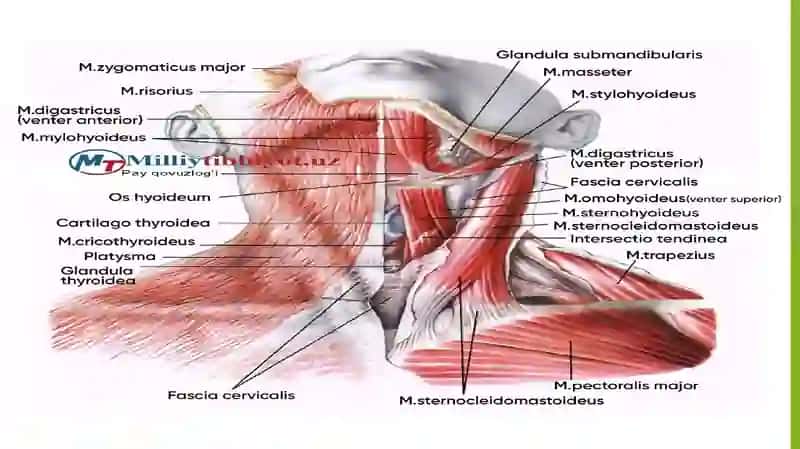 Bo'yinning oʻrta, yon oqmalari va kistalari. ekstrakranial arteriyalardagi zamonaviy operatsiyalar. arteriotomiya 4