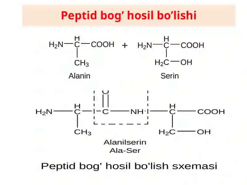 Peptidlar va oqsillar tuzilishi va xossalari 4