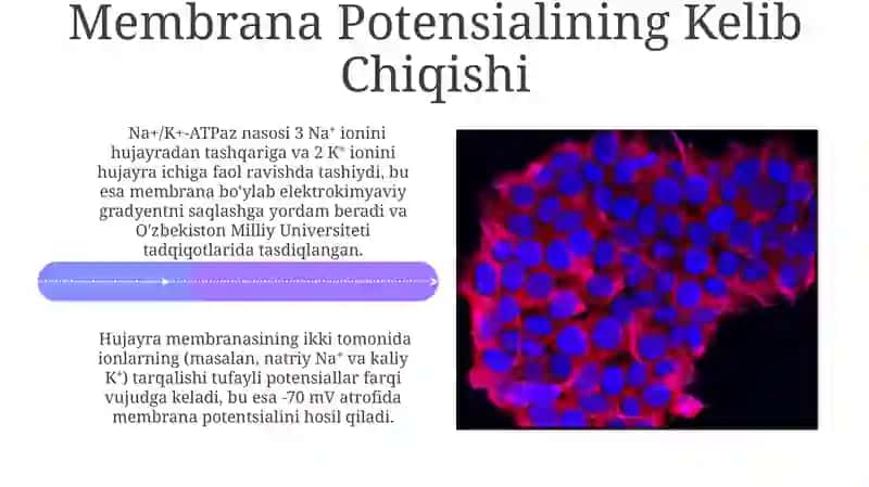 Hujayra Membranasida Biopotensiallarning Hosil Bo'lishi 4