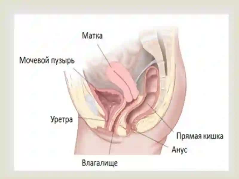 Аёллар жинсий аьзолари жойлашишва ривожланиш нуксонлари. 4