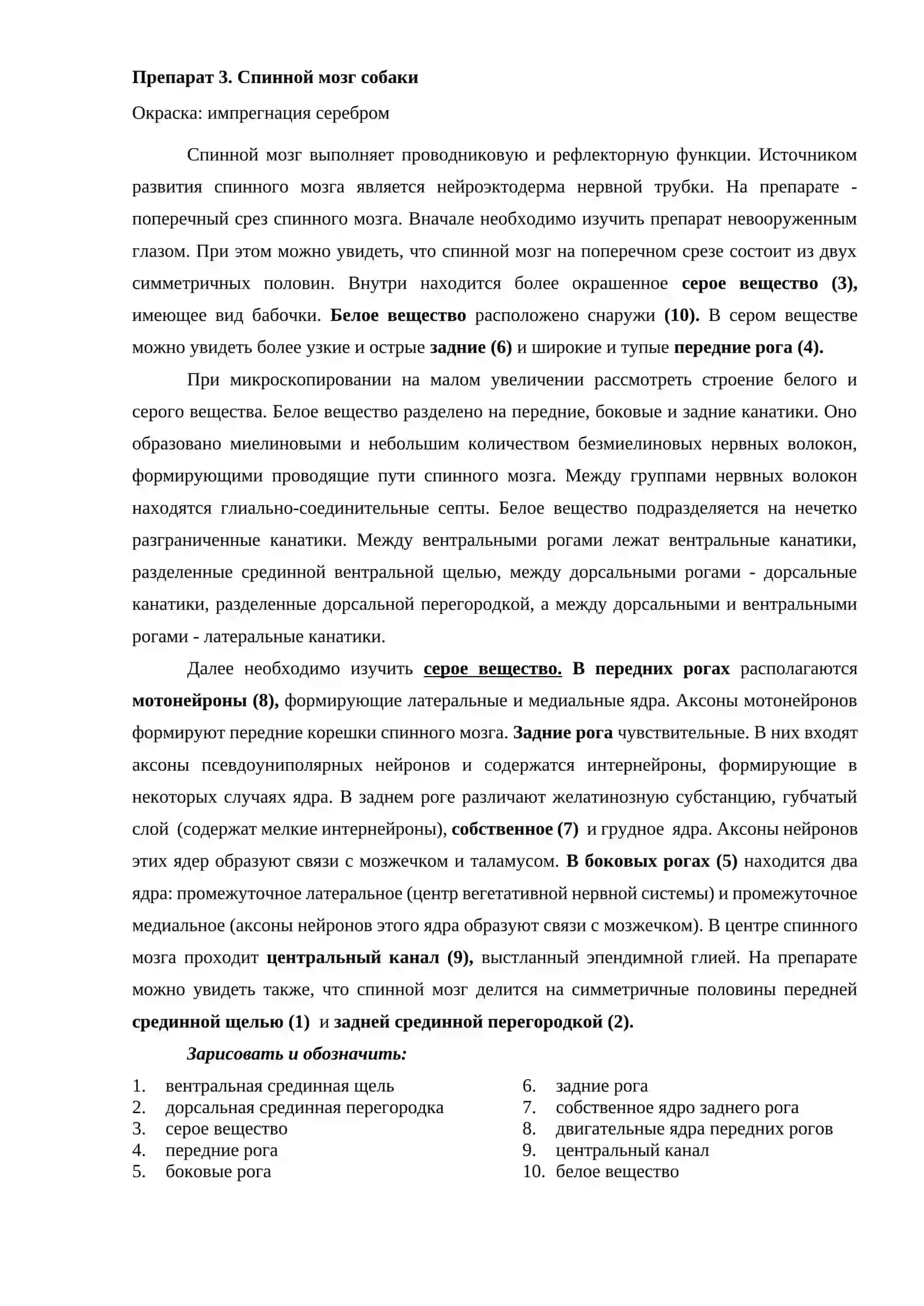 НЕРВНАЯ СИСТЕМА 4