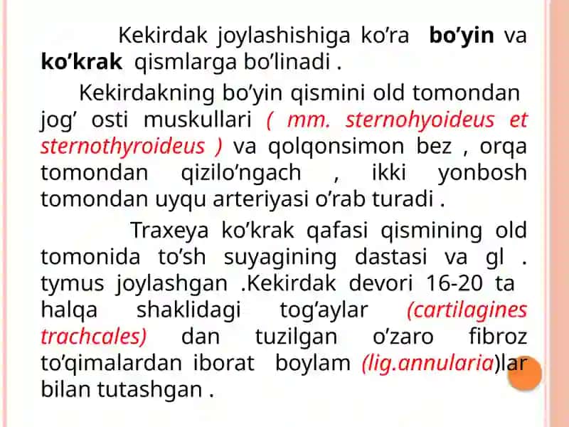 Kekirdak ,bronxlar,o’pka, plevra,ko’ks oralig’i yoshga qarab o’zgarishi 4