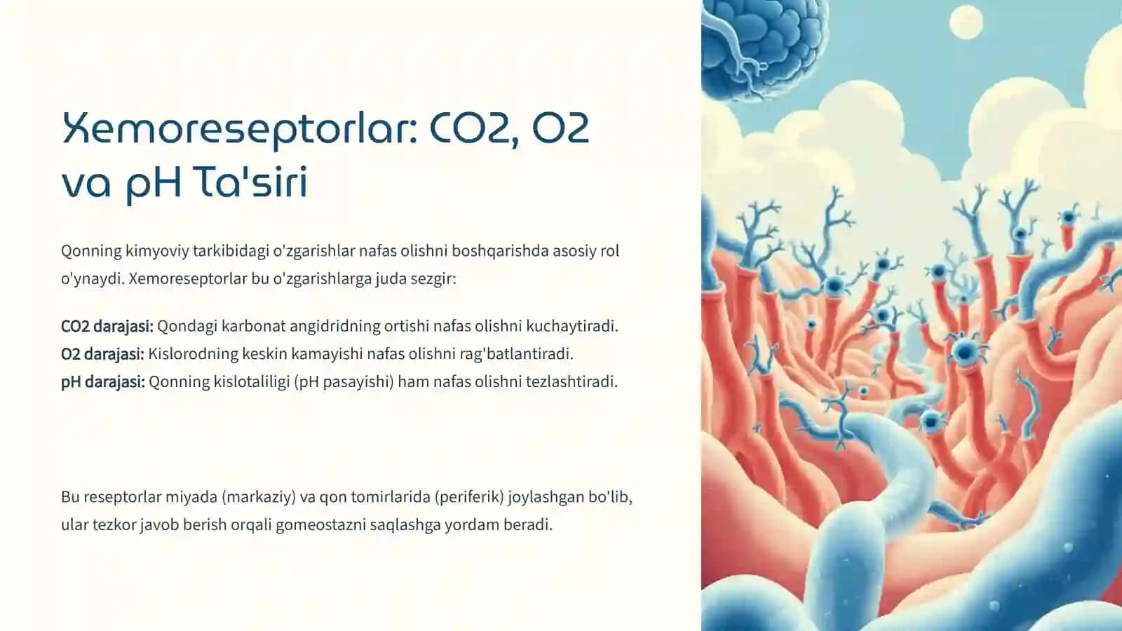 Nafas Olish Tizimi Boshqarilish Fiziologiyasi 4
