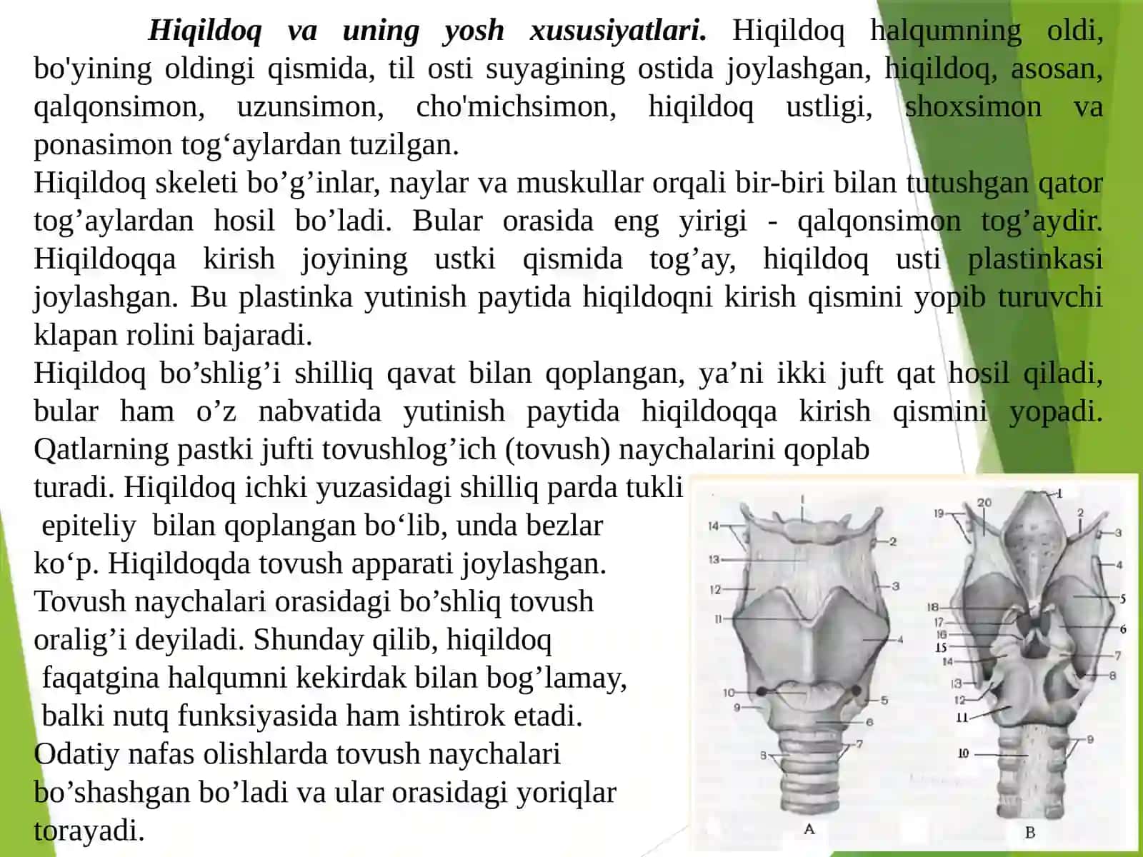 Nafas tizimi fiziologiyasining yosh xususiyatlari va gigiyenasi 4