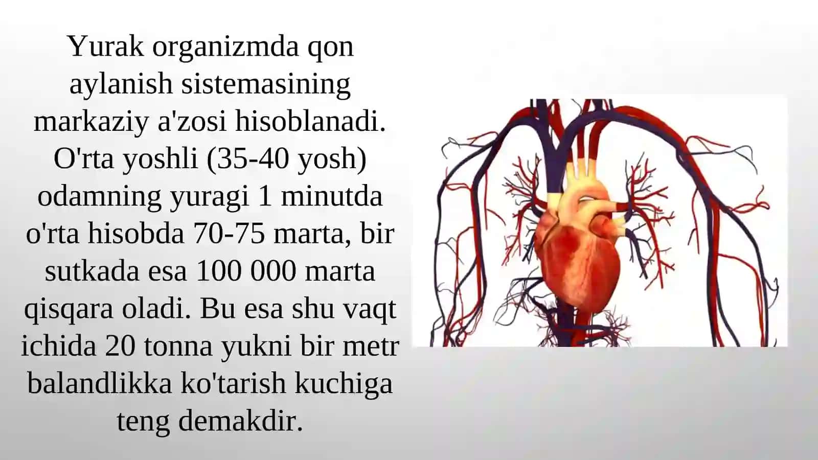 yurakning ahamiyati va tuzilishi 4