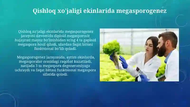 Qishloq xo'jaligi ekinlarida megagametogenez 4