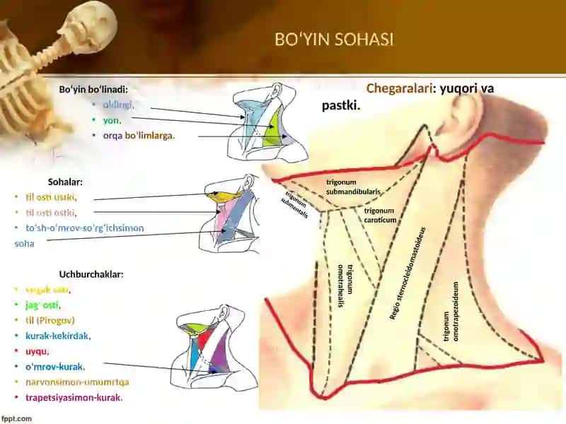 Boʻyin sohasi klinik anatomiyasi 4