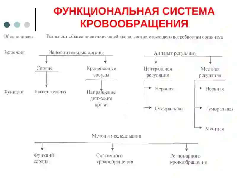 ИССЛЕДОВАНИЕ ФИЗИОЛОГИЧЕСКИХ СВОЙСТВ СЕРДЦА 4
