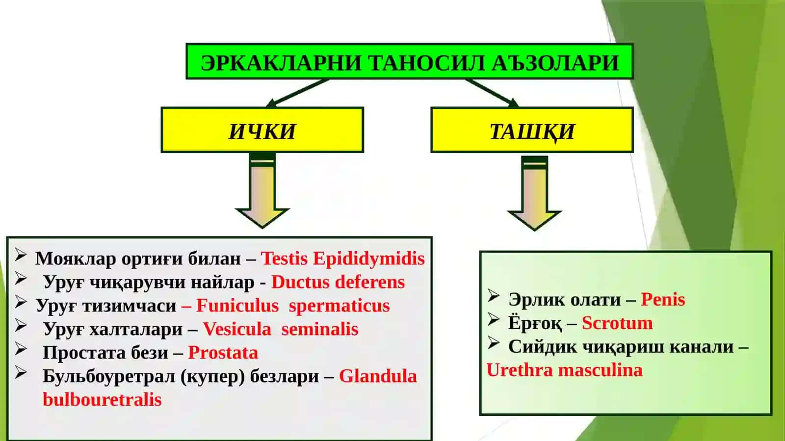 Таносил аъзолари 4