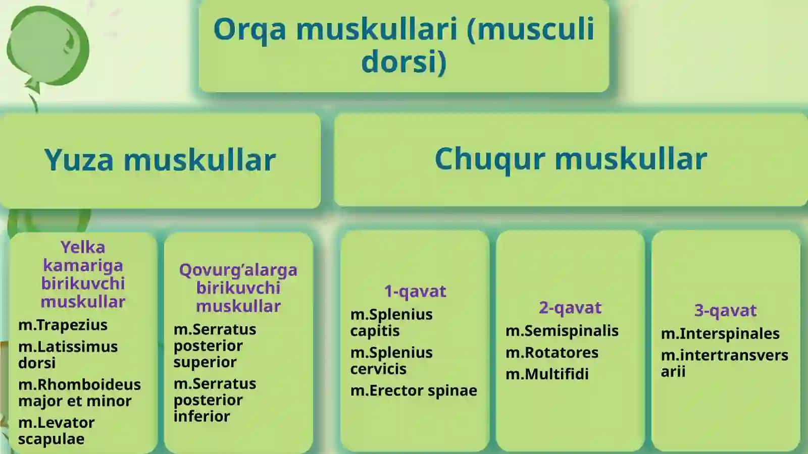 Tananing o'rga mushaklari anatomiyasi 4