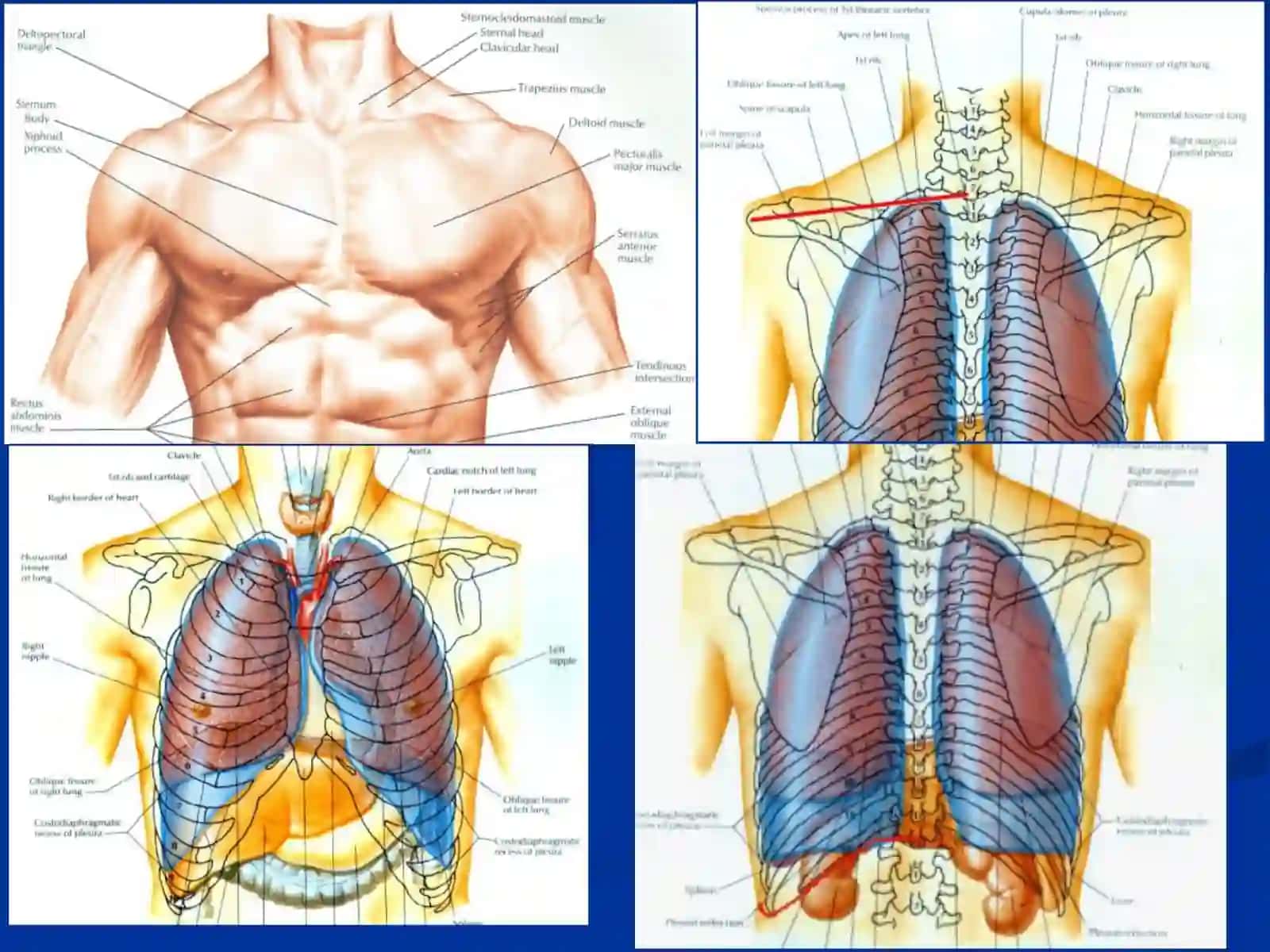 Ko‘krak sohasining klinik anatomiyasi 4