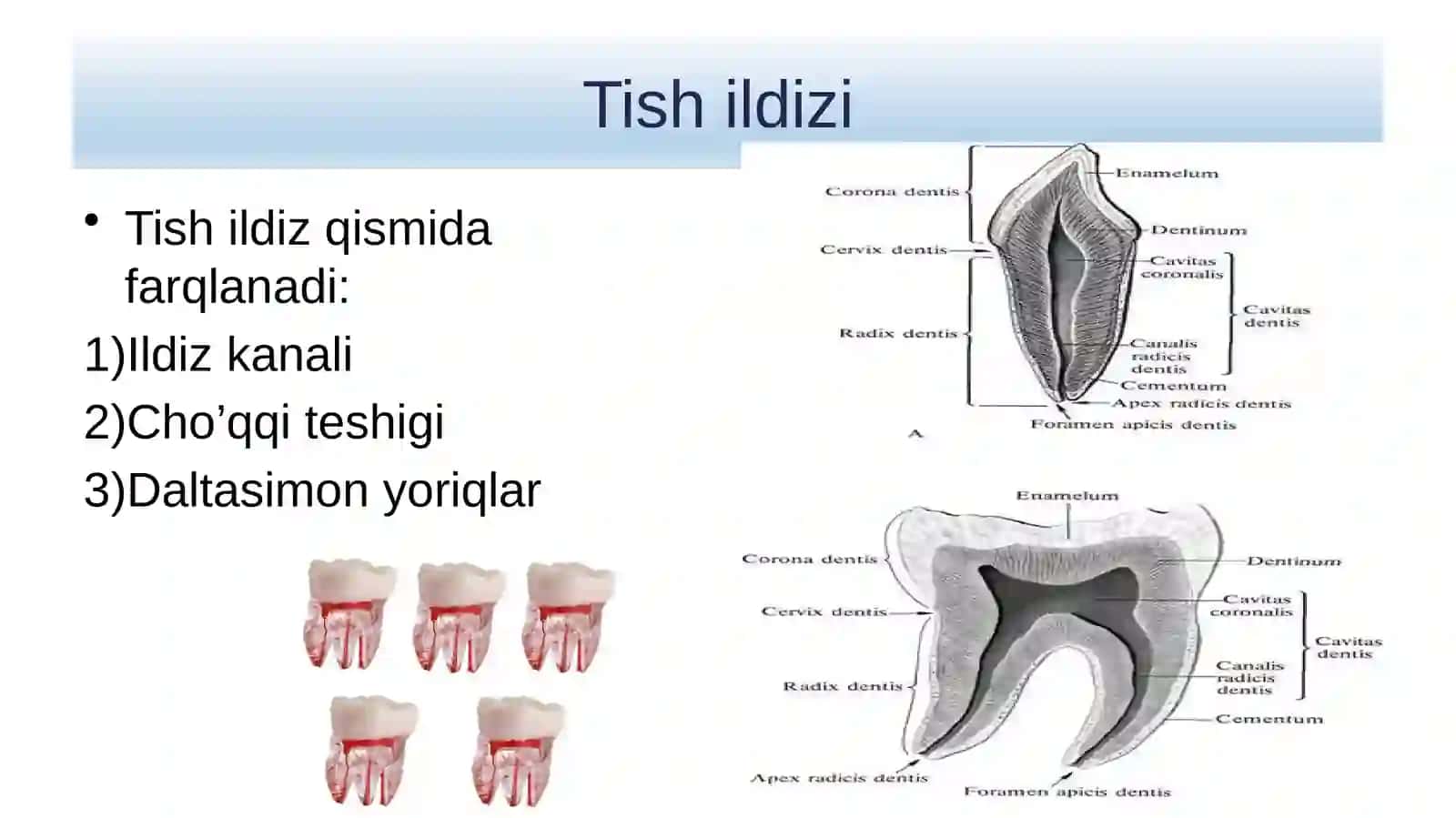 Tishlarning umumiy tuzilishi 4