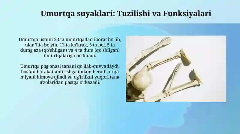 Umurtqa pogʻonasi suyaklari va koʻkrak qafasi suyaklari 4