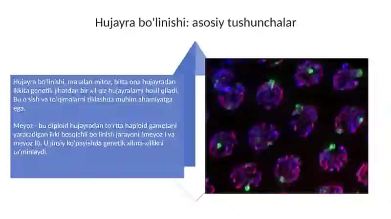 Genetikaning roli va irsiyat mexanizmlari 4