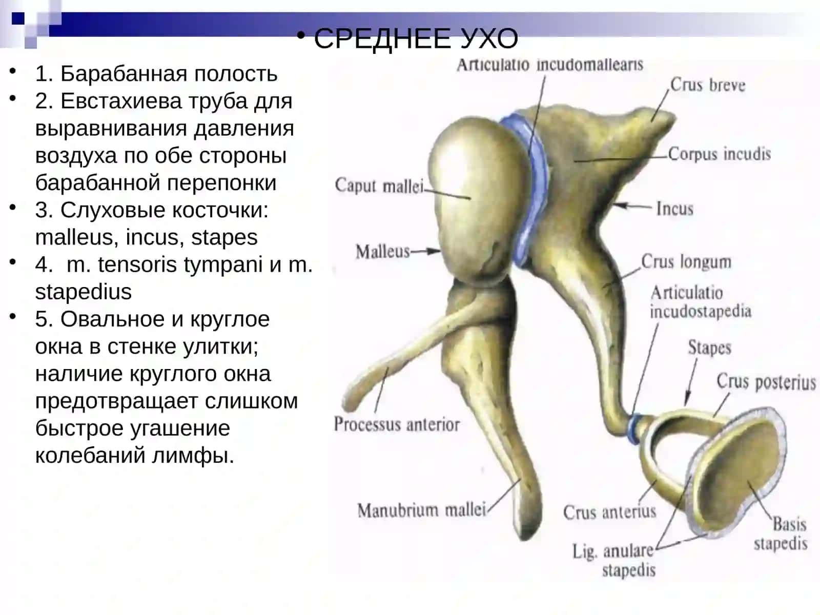 Особенности органовзрения ислуха и их гигиена 4