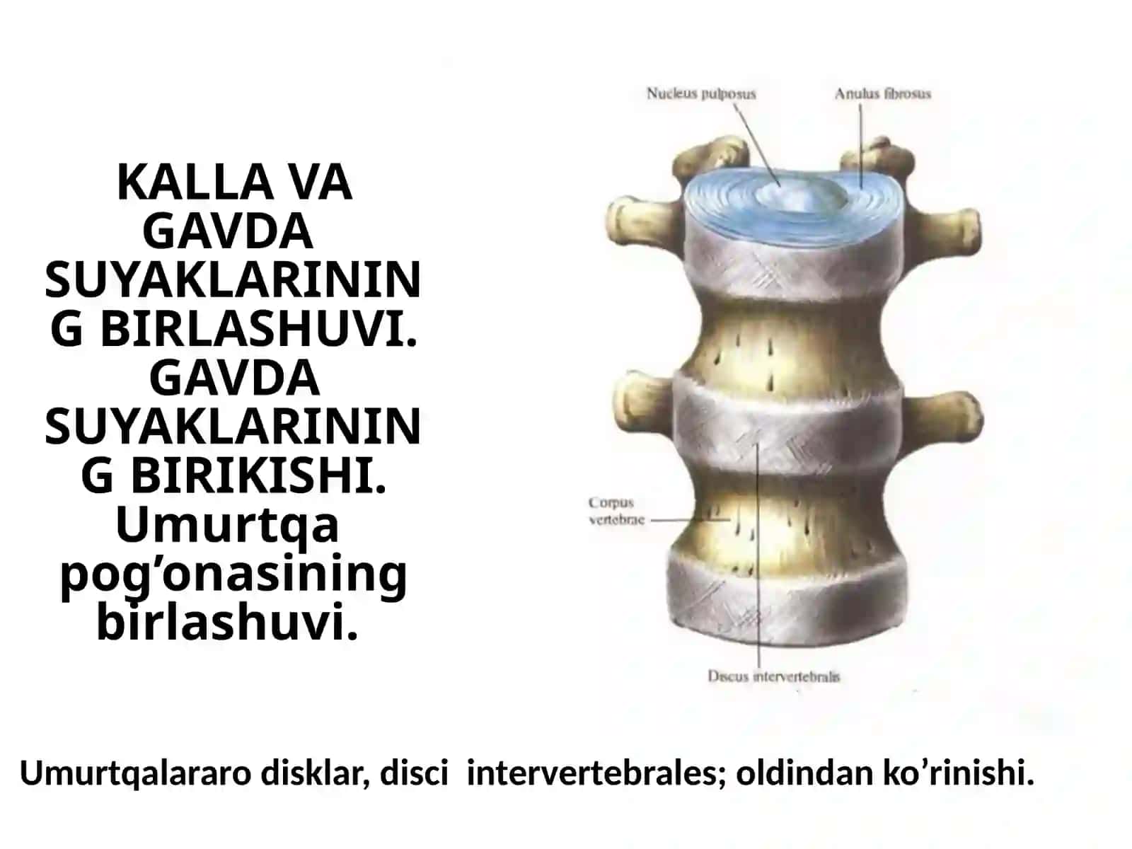 SINOVIALBIRIKISHLAR (BO’G’IMLAR) 4