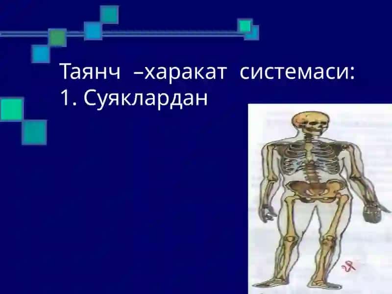 Таянч –харакат системаси анатомо-физиологияси ва патологияси 4