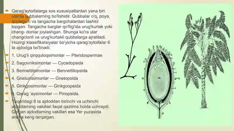 Botanika, Paleozoy ve mezozoy dönemlerinde geniş bir şekilde var olan açık tohumlu bitkilerin evrim süreci ve morfolojik özellikleri hakkında bilgi veren bir ders materyali. 4