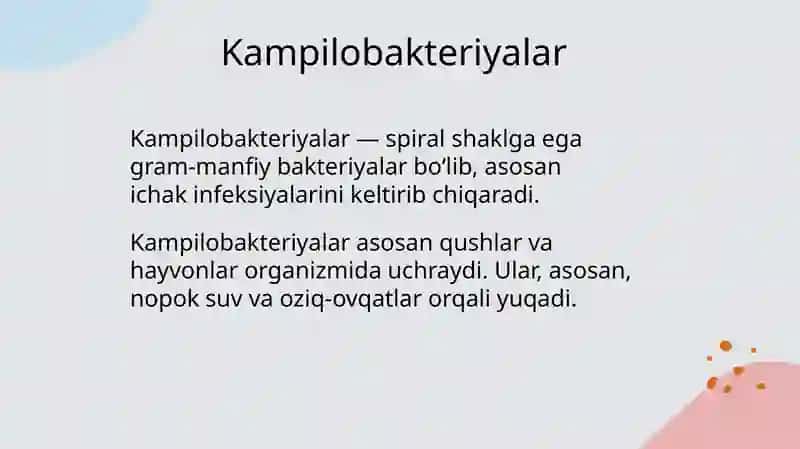 Kampilobakteriyalar, xelikobakteriyalar va ularning amaliyotdagi ahamiyati 4