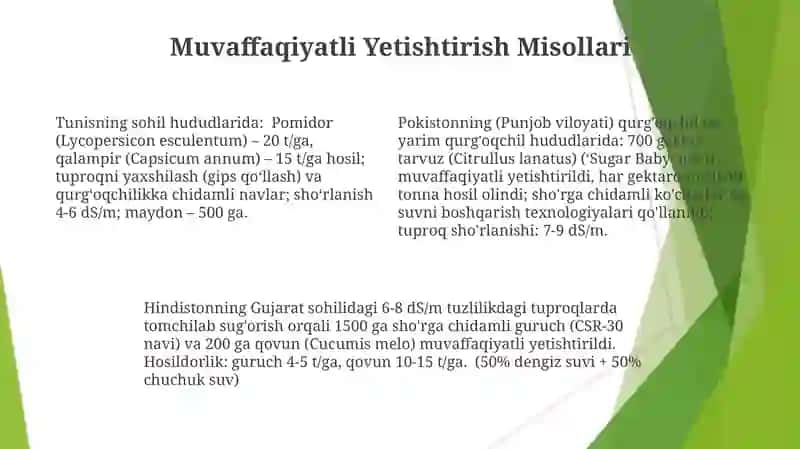 Shoʻrlangan yerlarda sabzavot va poliz ekinlarini yetishtirishning oʻziga xos xususiyatlari 4