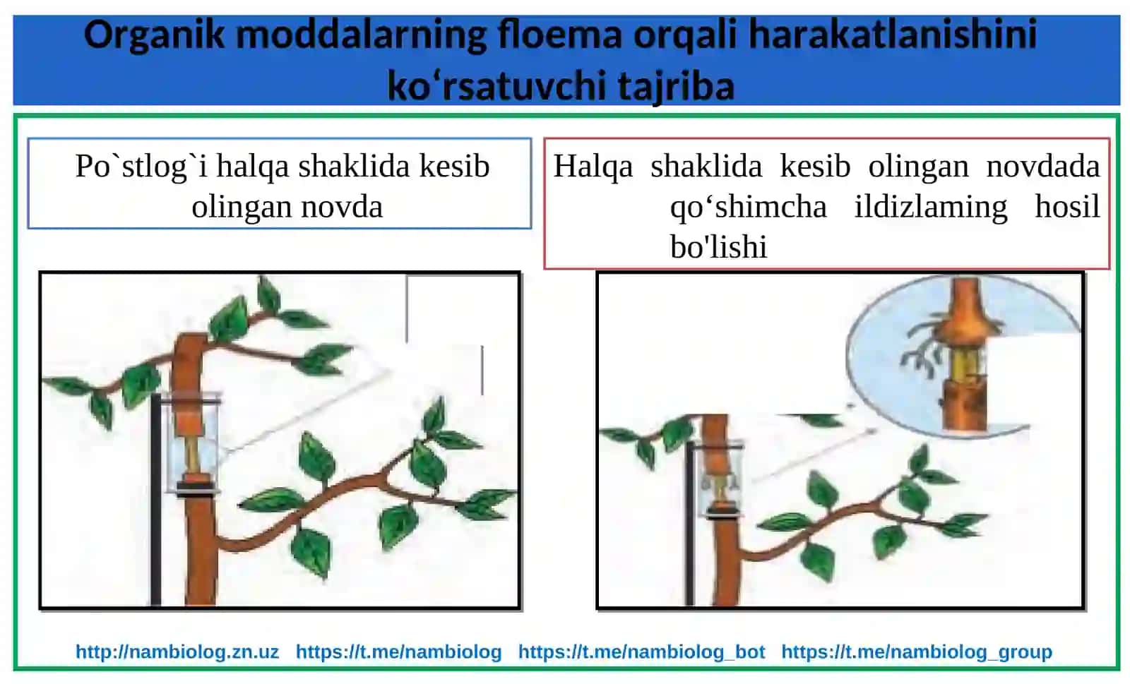 Poyada oziq moddalarning harakatlanishi 4