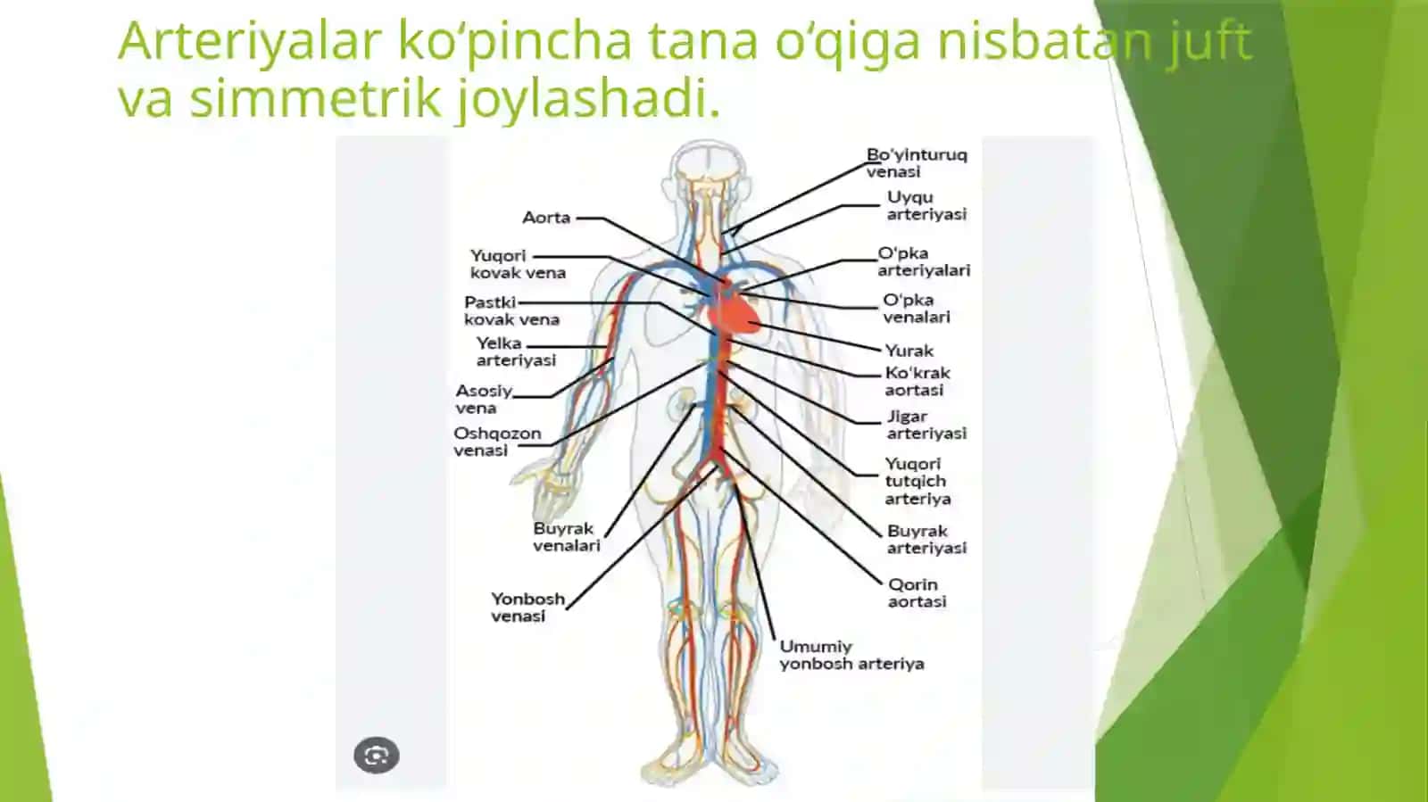 Arteriyalarning Tarqalish Qonuniyatlari 4