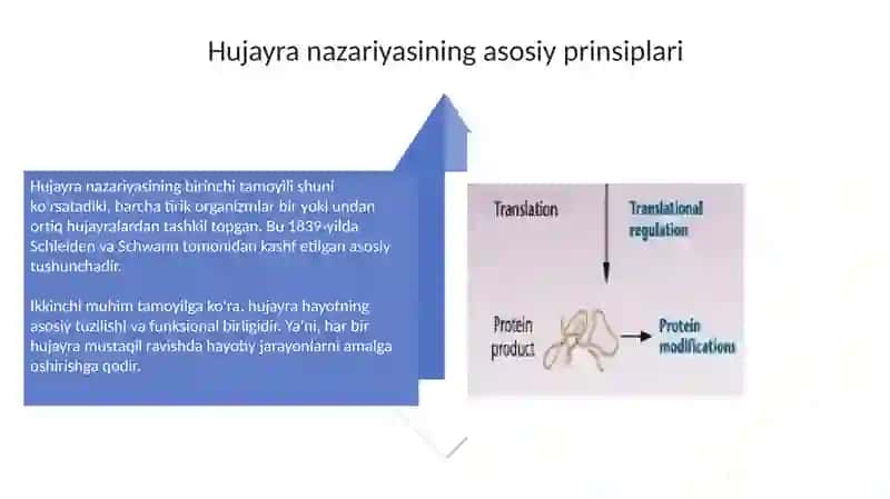 Hujayra tuzilishi. Hujayra nazariyasi. Hayvon va odam xromasomalarning morfologiyasi 4