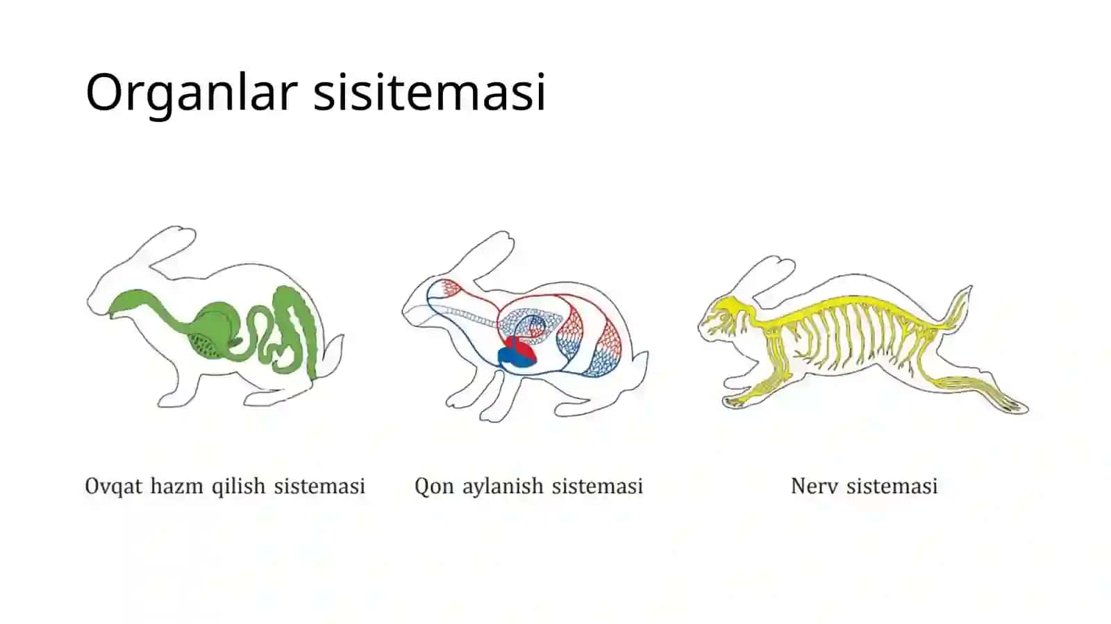 Organlarsisitemasi 4