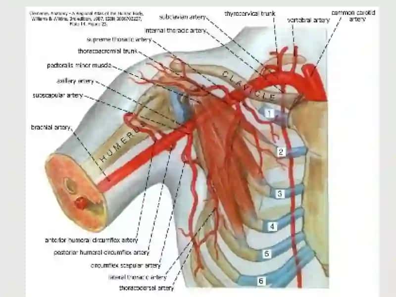 O`mrovosti arteriyasi, A.Axillaris  Yelka ,bilak,tirsak va qo`l panja arteriyalari 4